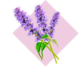 Active Component Two